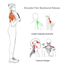 Load image into Gallery viewer, Levator Scapulae Syndrome Relief
